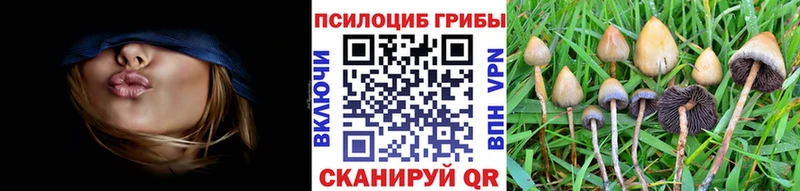 Галлюциногенные грибы Psilocybe  Бугуруслан 