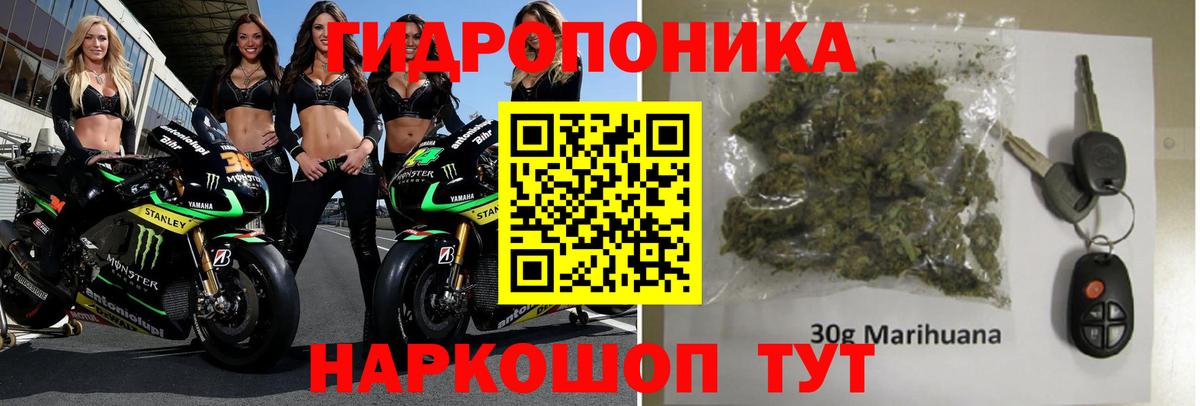 Каннабис планчик  Бугуруслан  Конопля Ganja  Канабис марихуана  Канабис ГИДРОПОН 